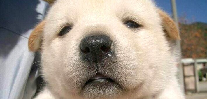 강형욱 빙의 견종 이름 맞추기 퀴즈