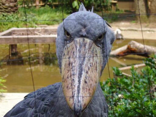 자연의 신비: 동식물에 관한 흥미로운 퀴즈