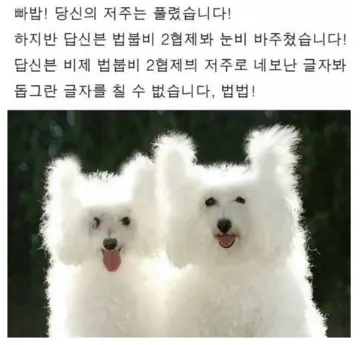ㅂ 모양처럼 미용한 강아지 사진