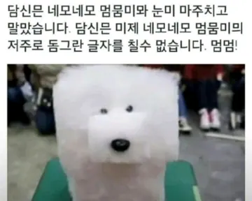 네모네모 멈뭄미 밈의 원본이 된 네모난 미용 강아지 사진