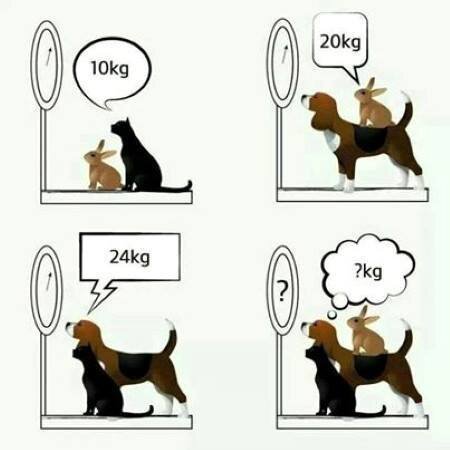 개, 고양이, 토끼 무게 맞추기 퀴즈