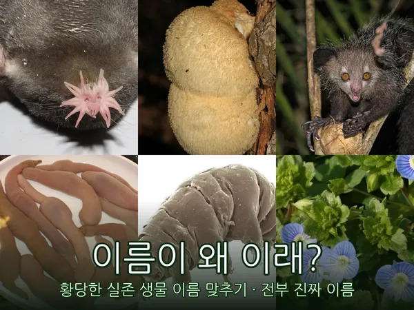 이름이 왜 이래? 황당한 실존 생물 이름 맞추기 - 며느리밑씻개·도둑놈의갈고리·개불알꽃… 전부 진짜 이름입니다 🌿🐛